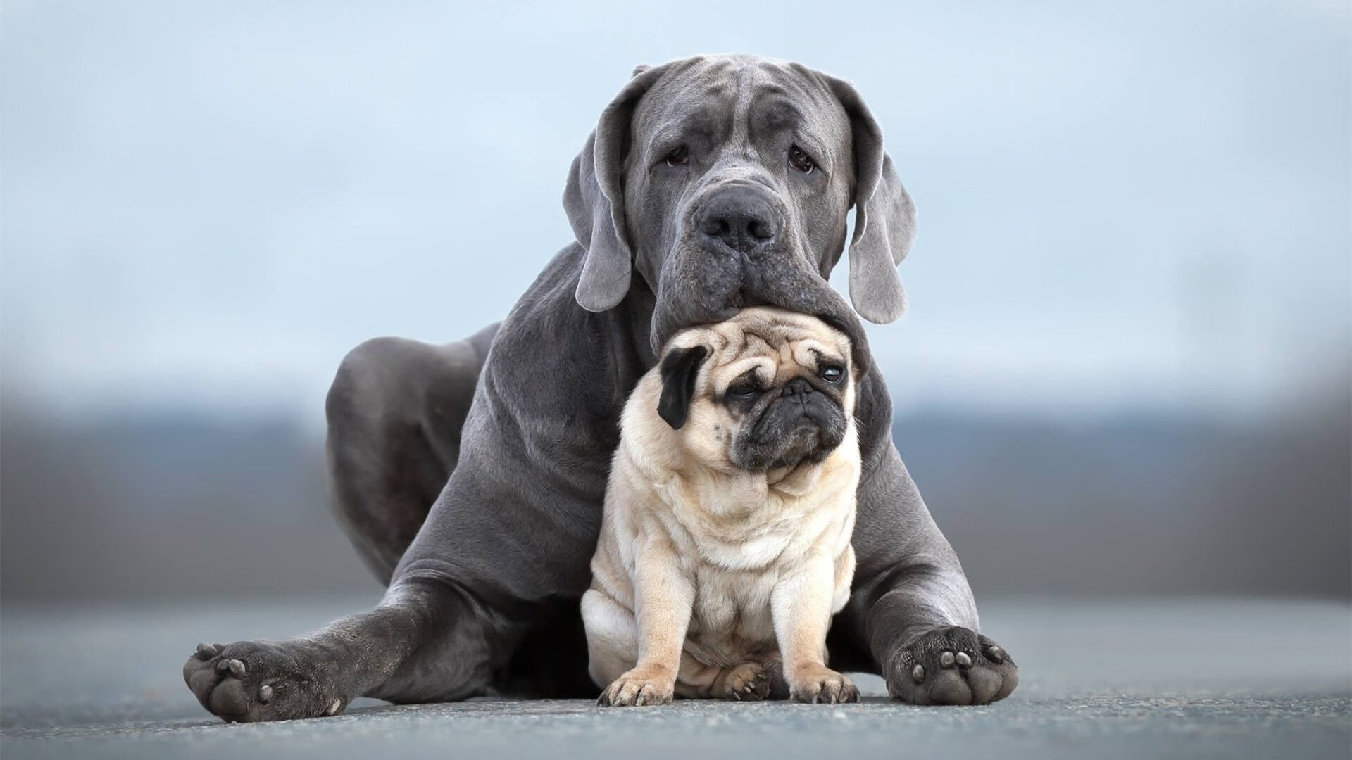 弗赖堡边中结合形成有效进攻通道,弗赖堡位置