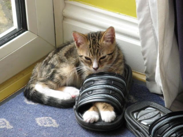 高强度压迫让门将失误频出