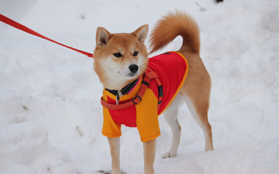 中甲球队主场迁移引发球迷讨论，中甲场地